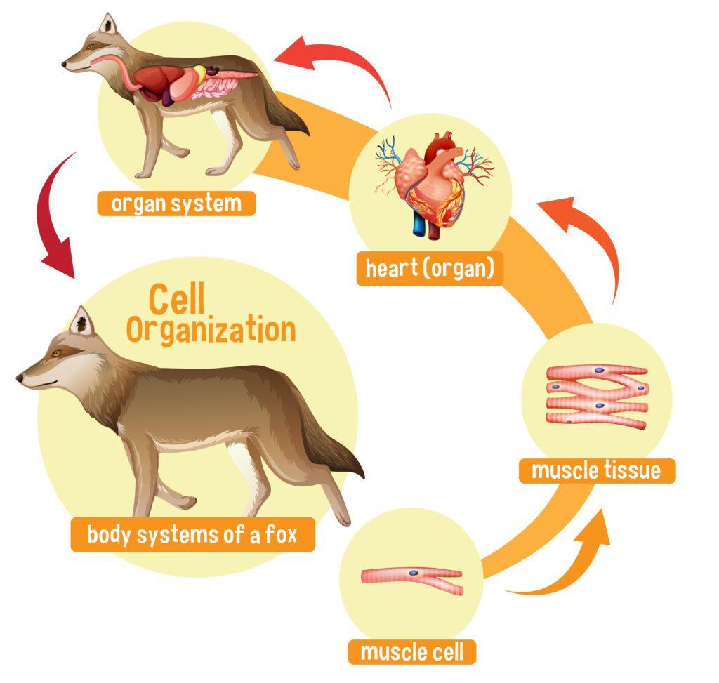 What Are Animal Tissues And Types Of Animal Tissues