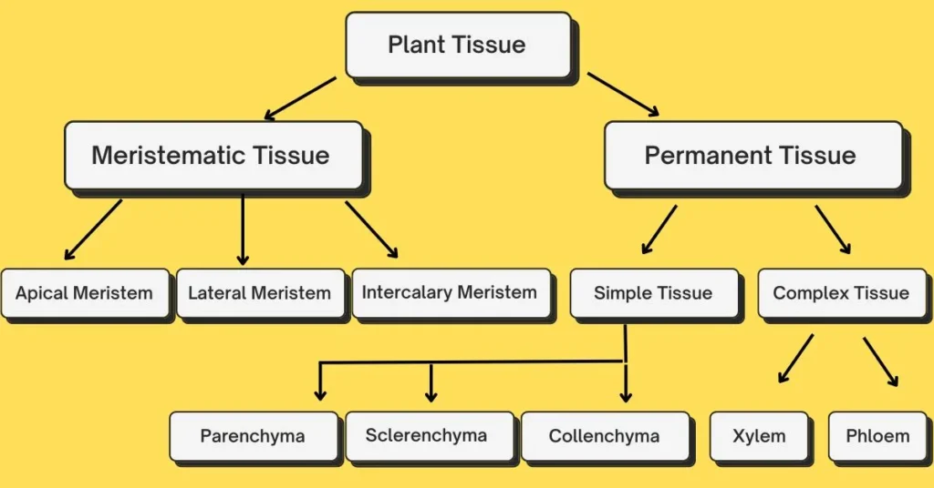 meristematic tissue in plants diagram