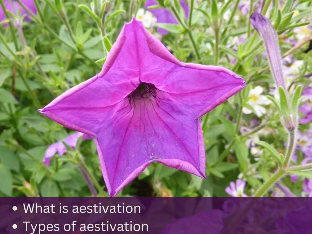 What is aestivation, Types of aestivation