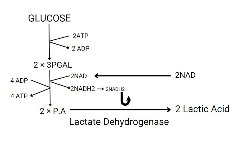 What Is Aerobic And Anaerobic Respiration In Simple Terms?