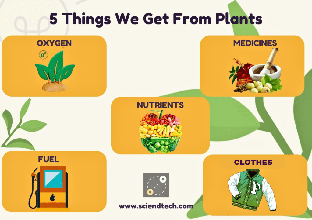 https://sciendtech.com/wp-content/uploads/2023/06/chart-5-things-we-get-from-plants-1024x724.png