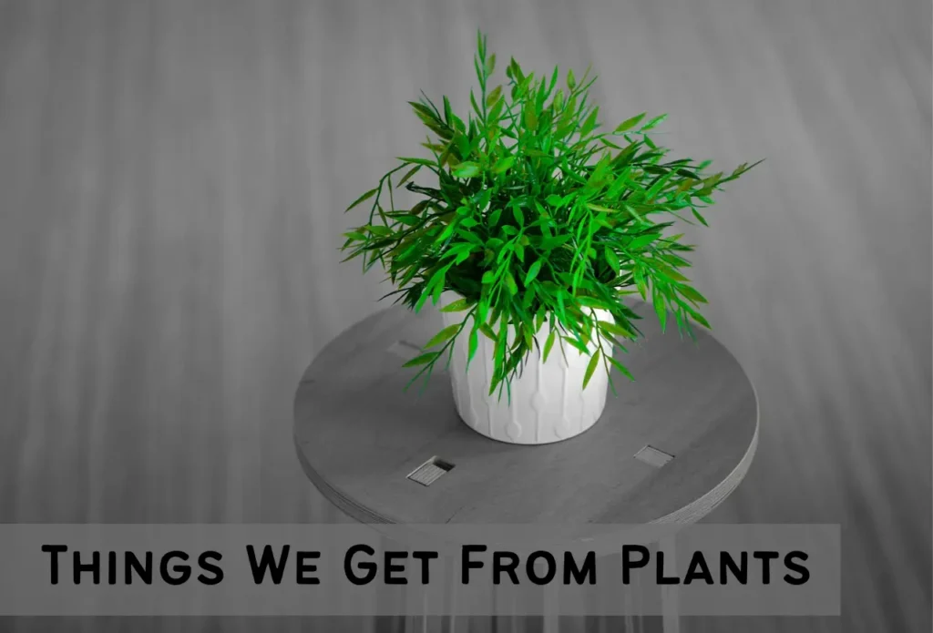 things we get from plants