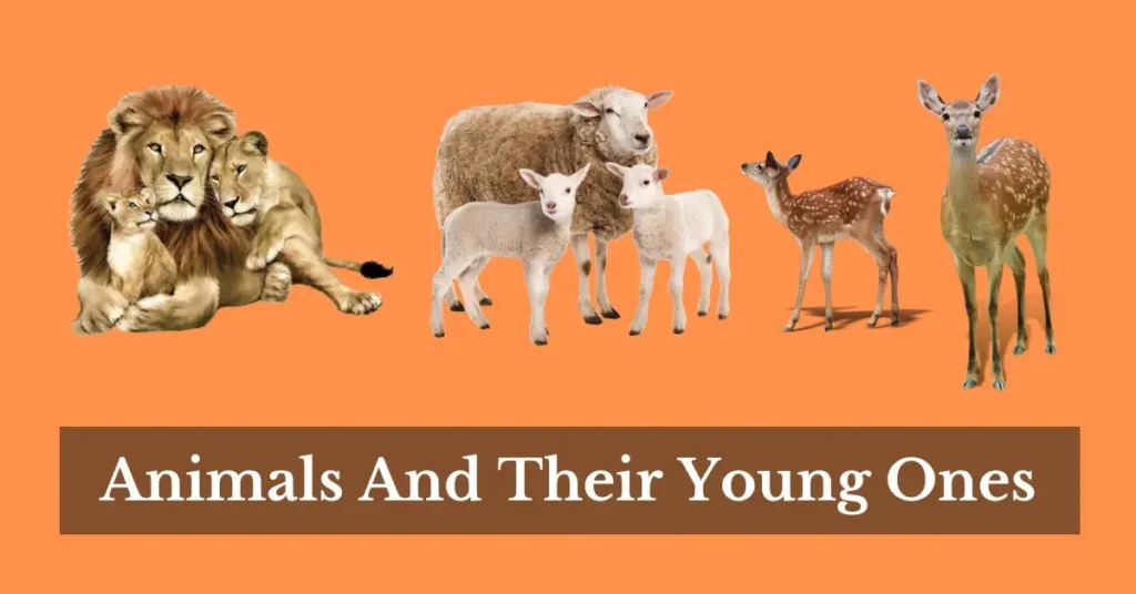 Animals And Their Young Ones