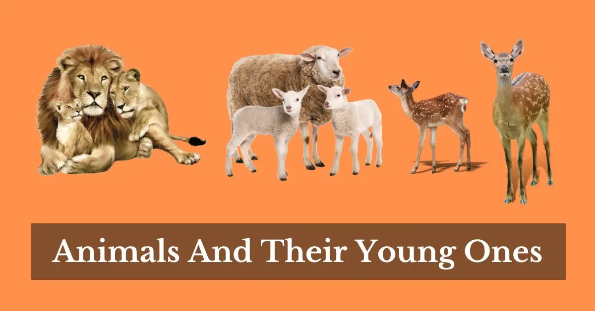 Animals And Their Young Ones With Chart 2024