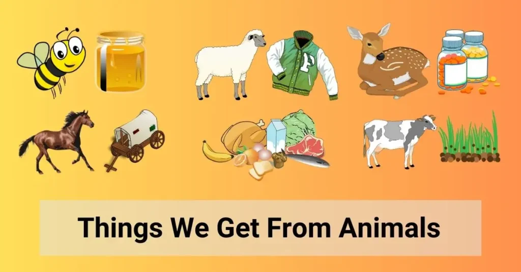 Things We Get From Animals