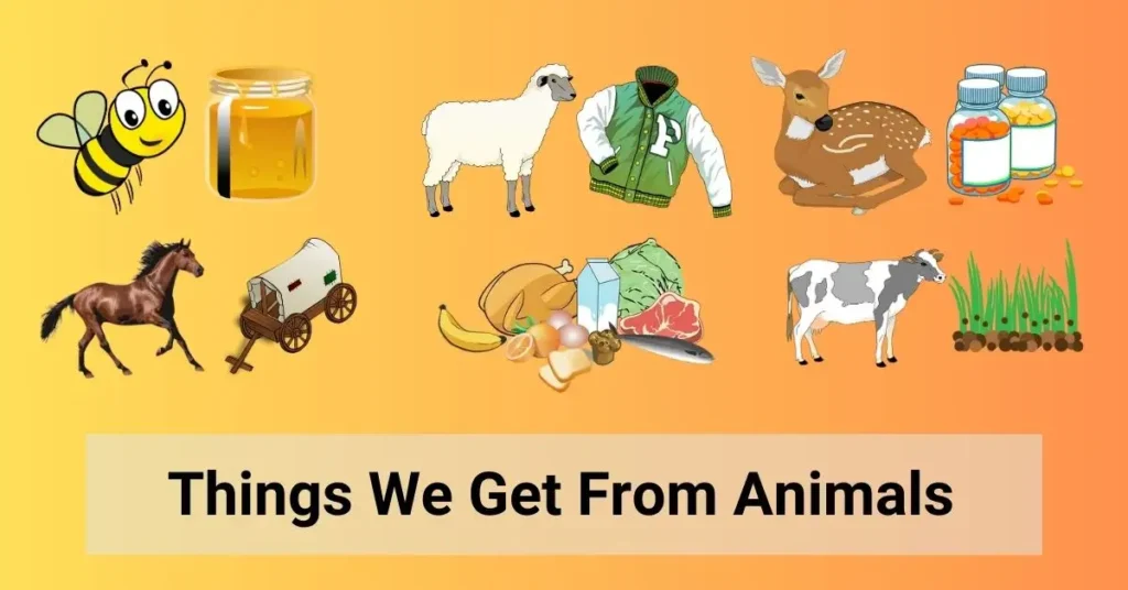 What Are The Five Uses Of Animals