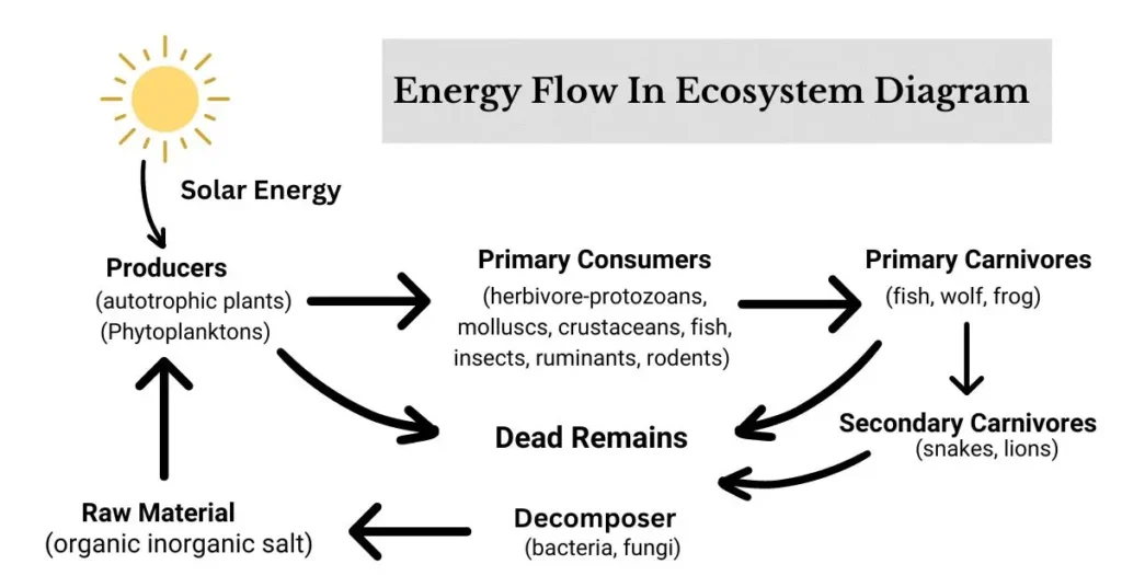 Energy Flow Through An Ecosystem