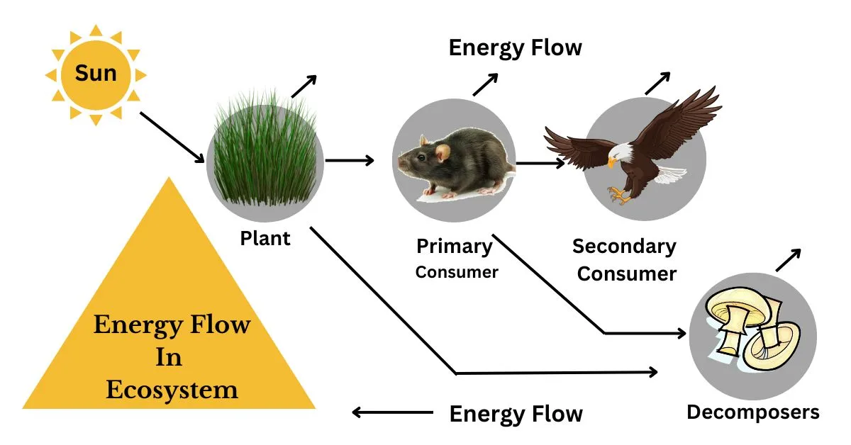energy flow in ecosystem essay