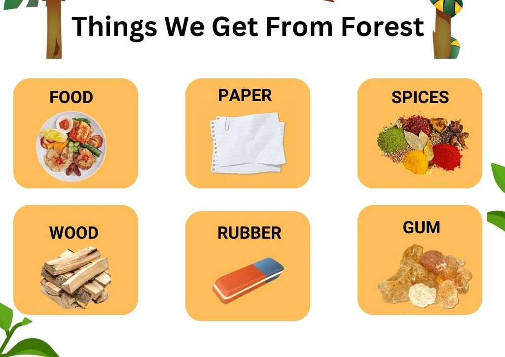 Things We Get From Forest Chart
