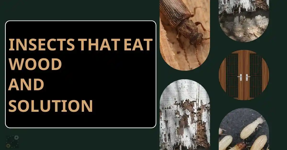 Insects That Eat Wood In Homes (Furniture)