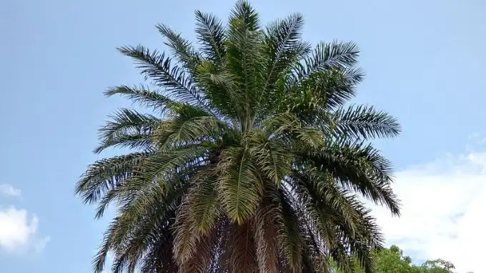African Oil Palm
