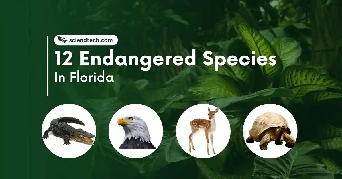 12 Endangered Species In Florida With Images (2024)