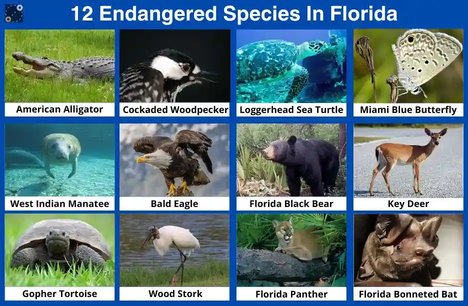 Endangered Species In Florida