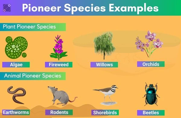 pioneer species examples