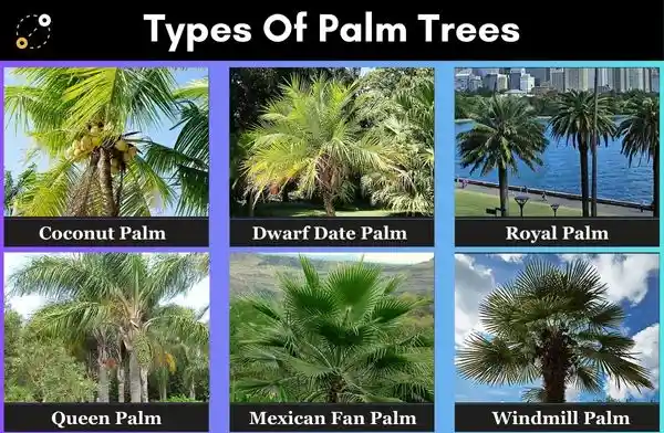 Types of palm trees

